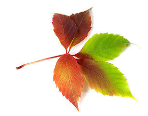 Image showing Multicolor autumnal virginia creeper leaf