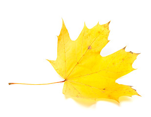 Image showing Yellow autumn maple-leaf