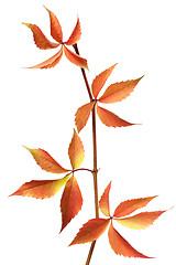 Image showing Red autumn branch of grapes leaves