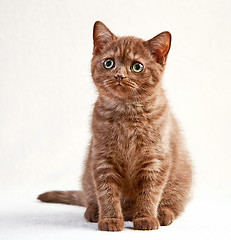 Image showing portrait of british short hair kitten