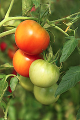 Image showing Bunch of ripening tomatoes