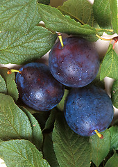 Image showing Grapes on a vine