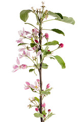 Image showing Closeup of Apple blossoms