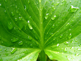 Image showing wet calla leaf