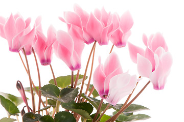 Image showing Beautiful pink Cyclamen flower