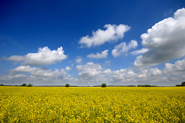 Image showing Yellow rape field