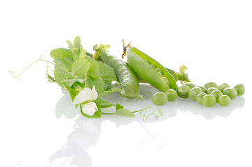 Image showing Fresh green pea pod