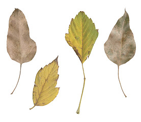 Image showing four leaves