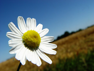 Image showing camomile