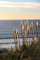 Image showing Golden grass