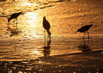 Image showing Birds at sunset
