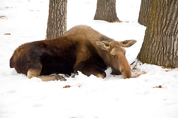 Image showing Moose