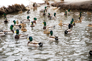 Image showing Ducks