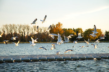 Image showing Flock of Seagulls