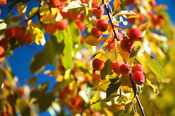 Image showing Ornamental Crab apples