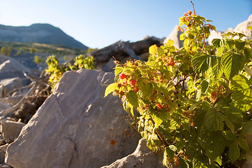 Image showing Wild Raspberries