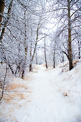 Image showing Forest Path