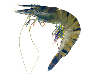 Image showing Raw black tiger prawn

