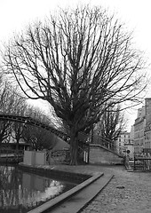 Image showing Paris - tree on the Saint Martin Channel Quay