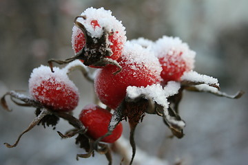 Image showing Sweets in the snow