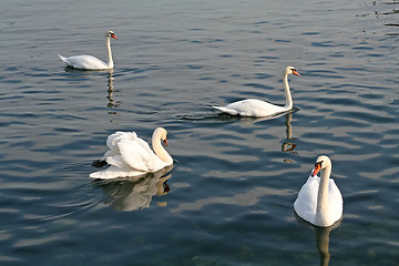 Image showing Swans swimming