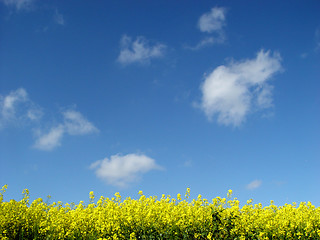 Image showing golden canola