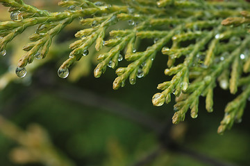 Image showing Cypress macro