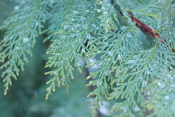 Image showing Cypress macro