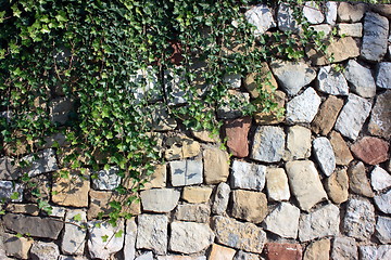 Image showing Ivy against stone wall