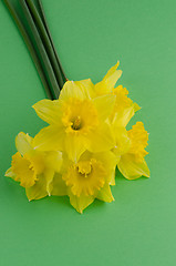 Image showing Jonquil flowers