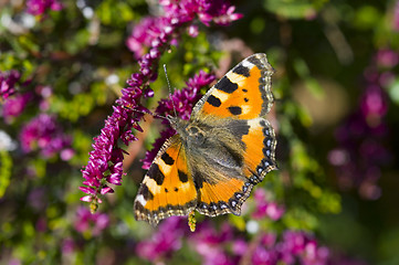 Image showing butterfly