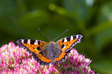 Image showing Vanessa urticae (small tortoiseshell)