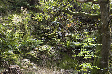 Image showing Blocks of stone in the forest