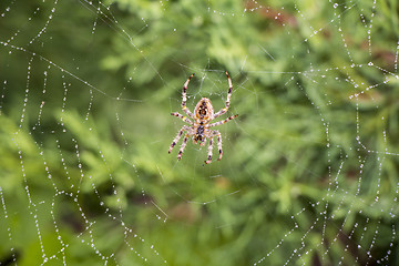 Image showing Spider in its net