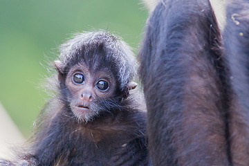 Image showing Spider monkey (Ateles fusciceps)