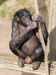 Image showing Adult bonobo 