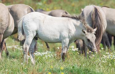 Image showing Konik foal with mature wild horses in the background