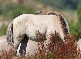 Image showing Bird sitting on Konik horse