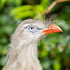 Image showing Red-legged seriema or crested cariama (Cariama cristata)