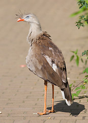 Image showing Red-legged seriema or crested cariama (Cariama cristata)