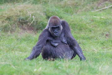 Image showing Adult gorilla resting