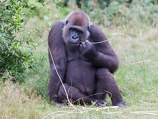Image showing Adult gorilla resting