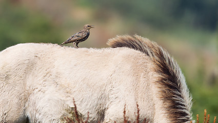 Image showing Bird sitting on Konik horse