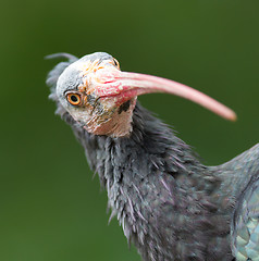 Image showing Northern Bald Ibis (Geronticus eremita)