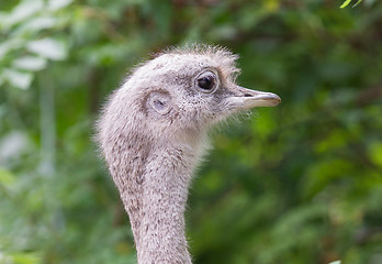 Image showing Rhea (Rhea pennata)