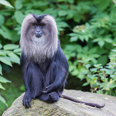 Image showing Lion-tailed Macaque (Macaca silenus)