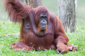 Image showing Orang utan