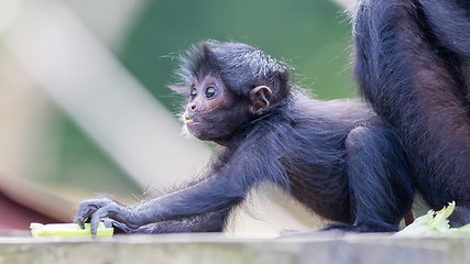 Image showing Spider monkey (Ateles fusciceps)