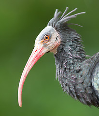 Image showing Northern Bald Ibis (Geronticus eremita)