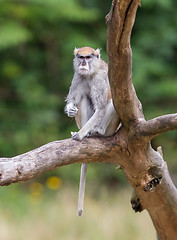 Image showing Patas monkey (Erythrocebus patas